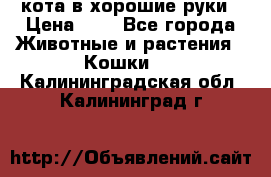 кота в хорошие руки › Цена ­ 0 - Все города Животные и растения » Кошки   . Калининградская обл.,Калининград г.